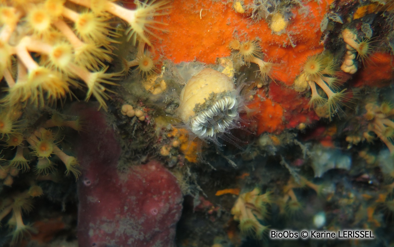 Madrépore coupe - Polycyathus muellerae - Karine LERISSEL - BioObs