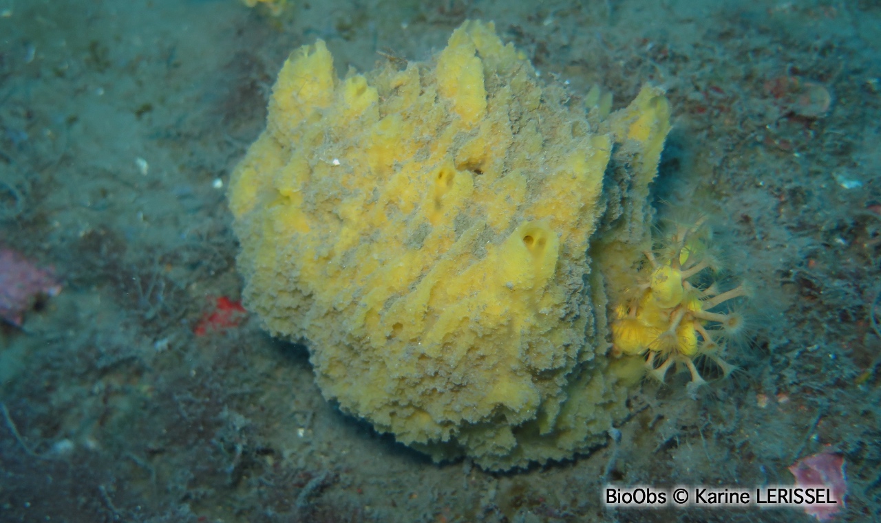 Axinyssa digitée - Axinyssa digitata - Karine LERISSEL - BioObs