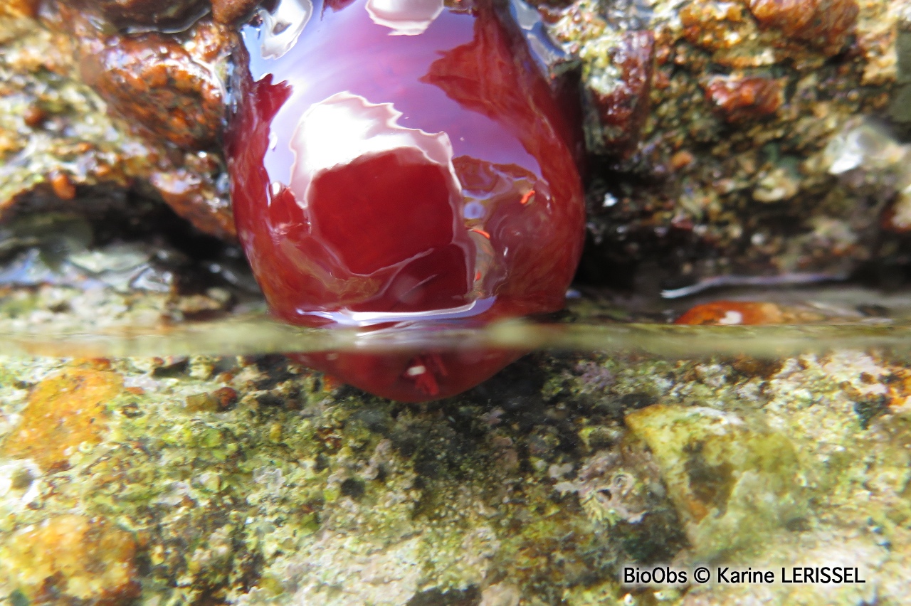 Tomate de mer de Méditerranée - Actinia mediterranea - Karine LERISSEL - BioObs