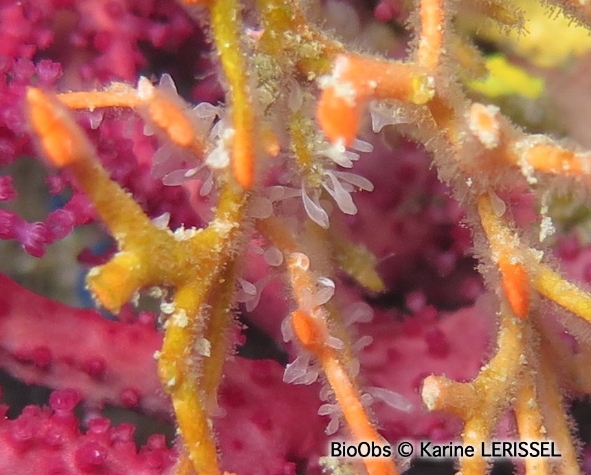 Clathrine pédonculée naine - Clathrina blanca - Karine LERISSEL - BioObs