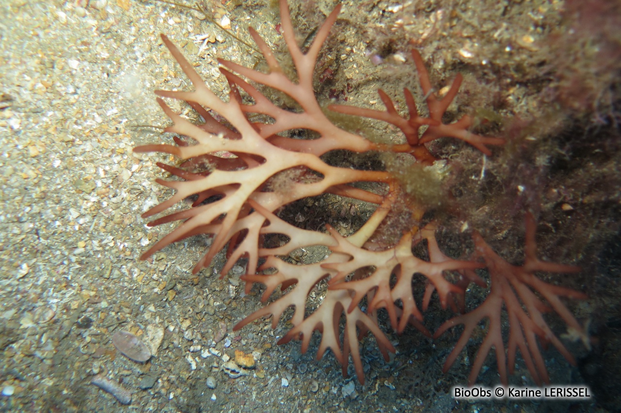Halyménia allongée - Halymenia elongata - Karine LERISSEL - BioObs