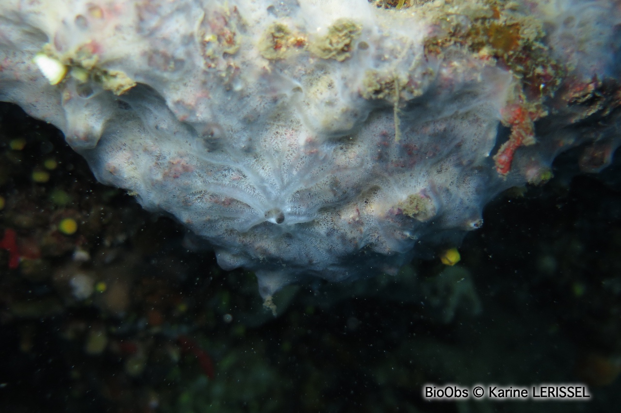 Eponge velours grise - Dendroxea lenis - Karine LERISSEL - BioObs