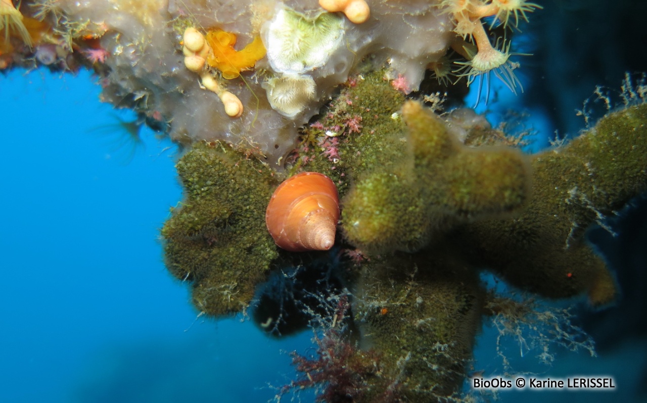 Troque orange - Calliostoma conulus - Karine LERISSEL - BioObs