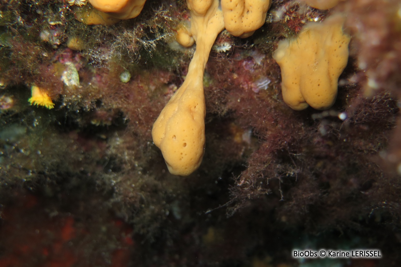 Eponge-coussinet orange - Corticium candelabrum - Karine LERISSEL - BioObs