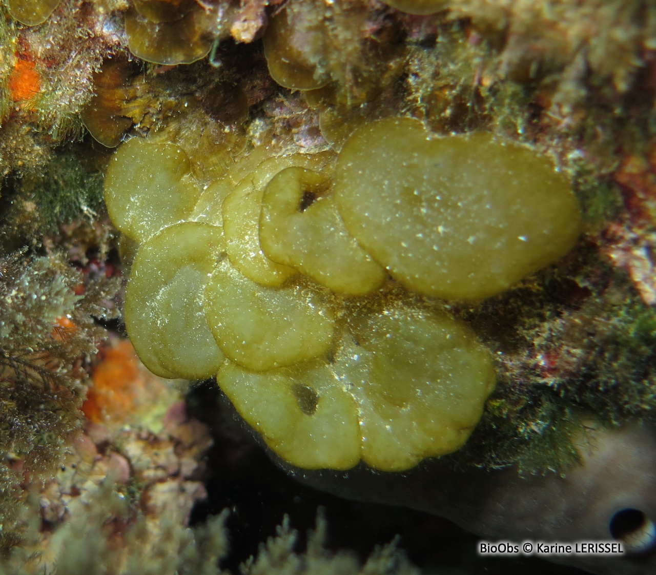 Colpoménia sinueux - Colpomenia sinuosa - Karine LERISSEL - BioObs