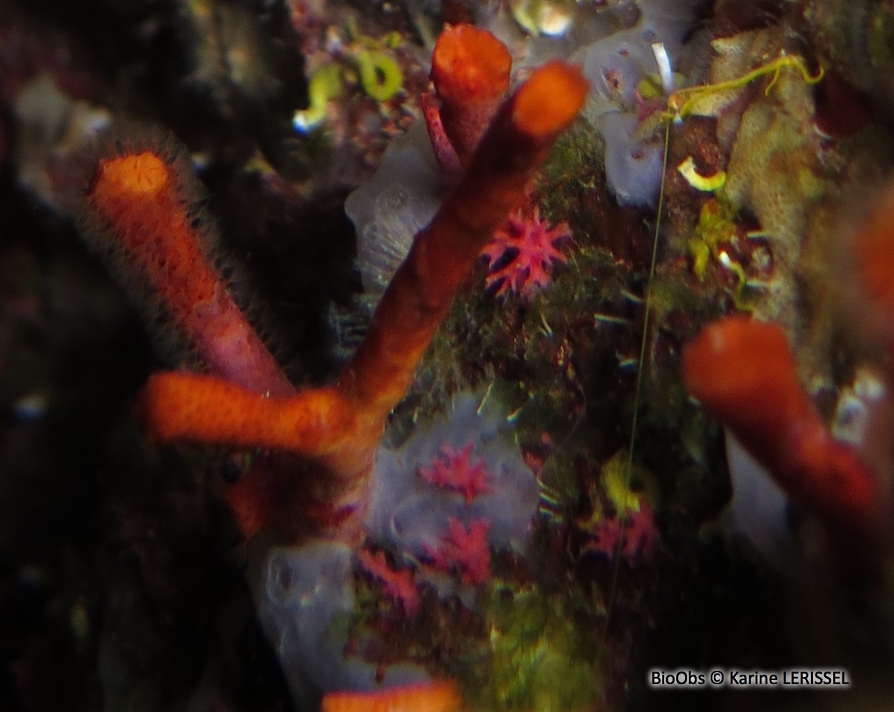 Foraminifère rouge - Miniacina miniacea - Karine LERISSEL - BioObs