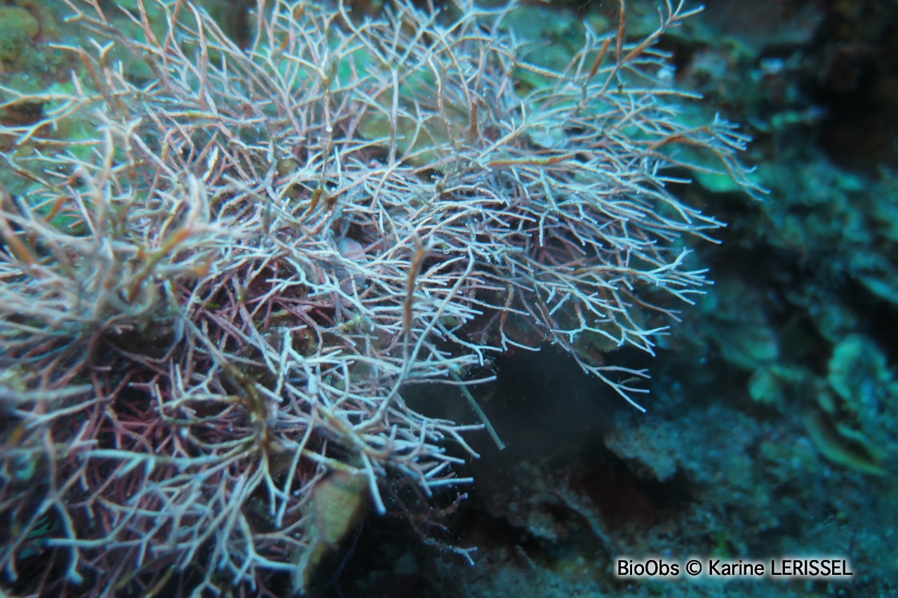 Amphiroa rigide - Amphiroa rigida - Karine LERISSEL - BioObs