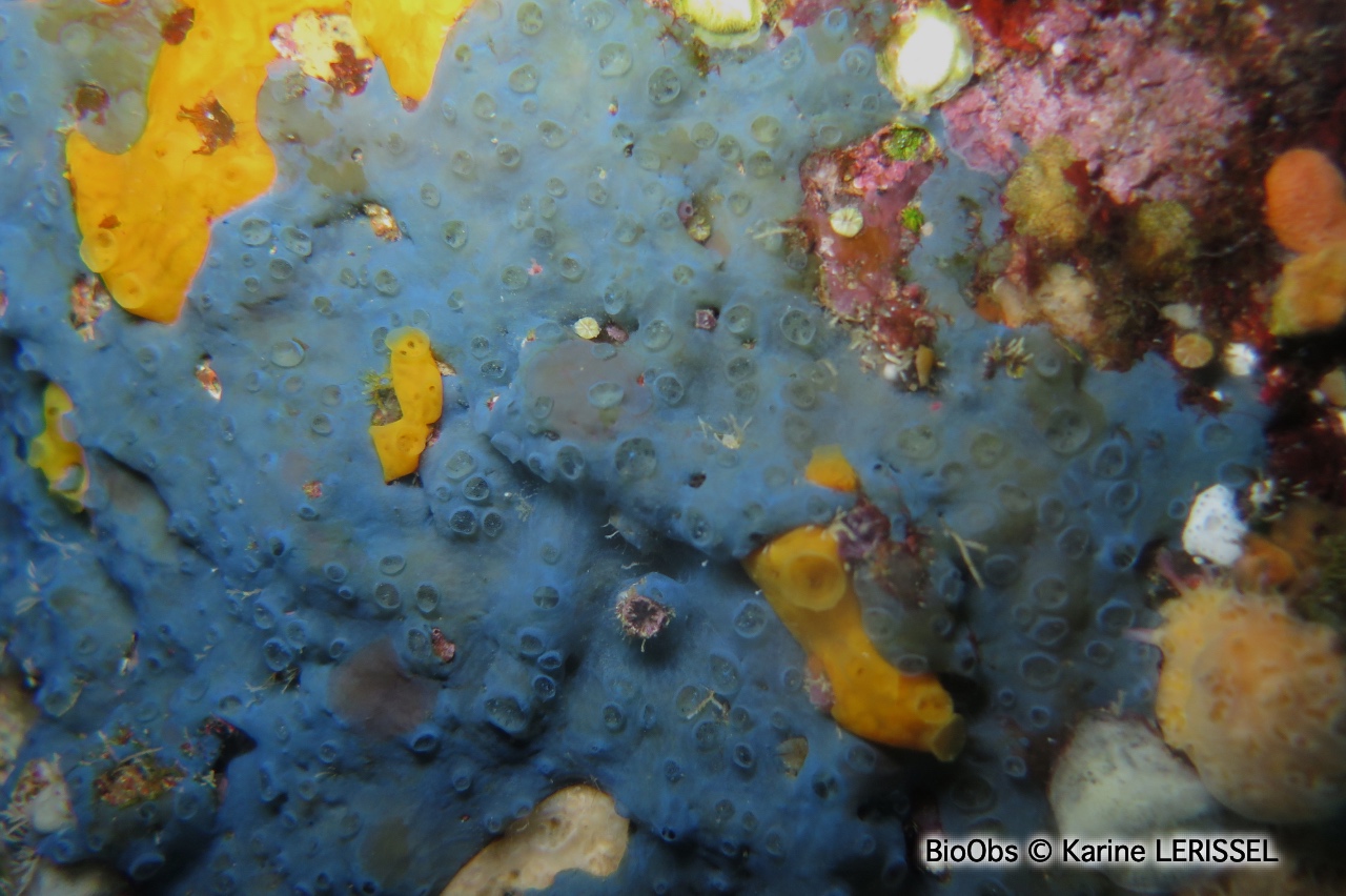 Eponge bleu-vert à cratères - Hymedesmia (Hymedesmia) paupertas - Karine LERISSEL - BioObs