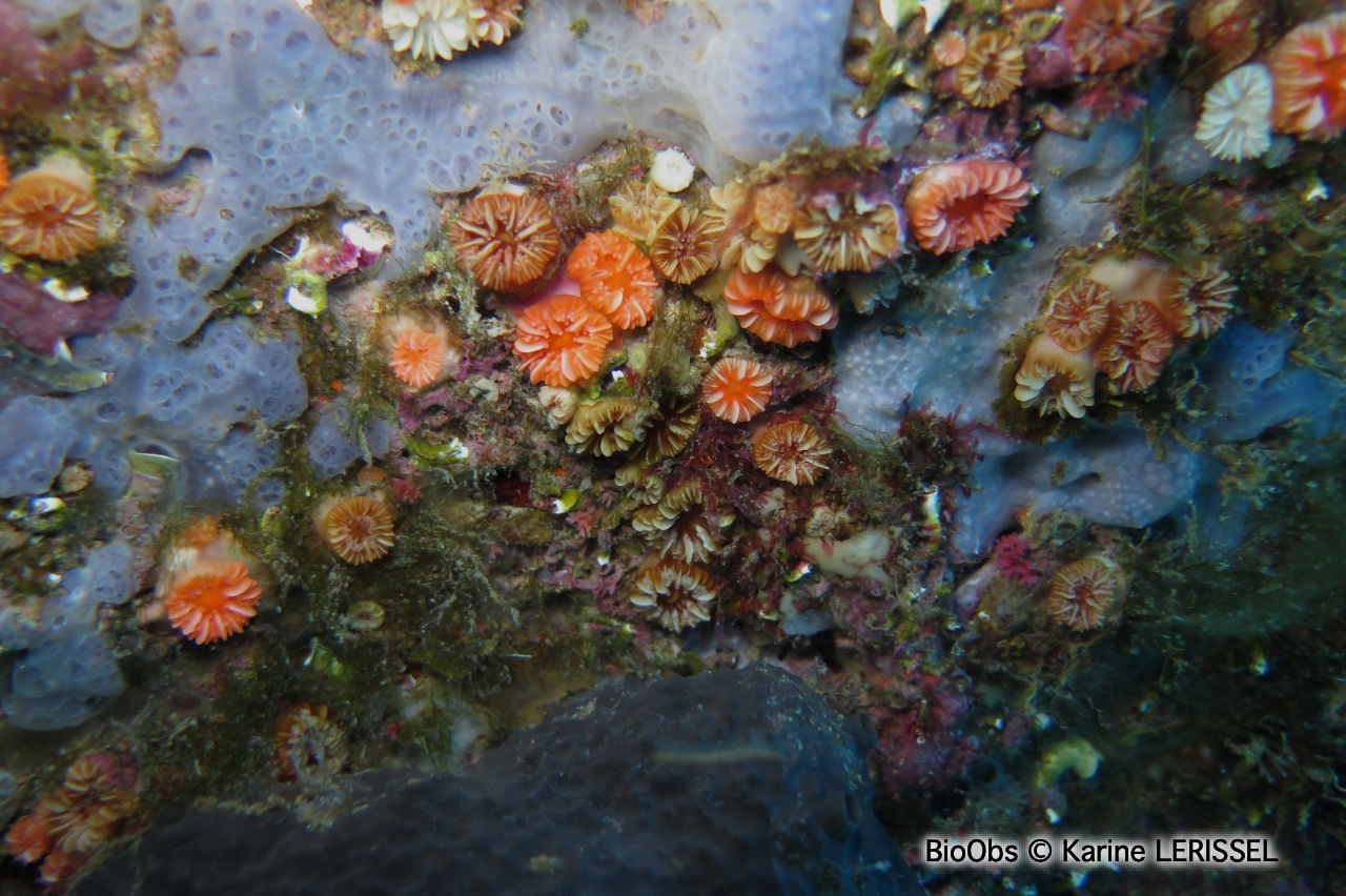 Madrépore oeillet - Caryophyllia inornata - Karine LERISSEL - BioObs