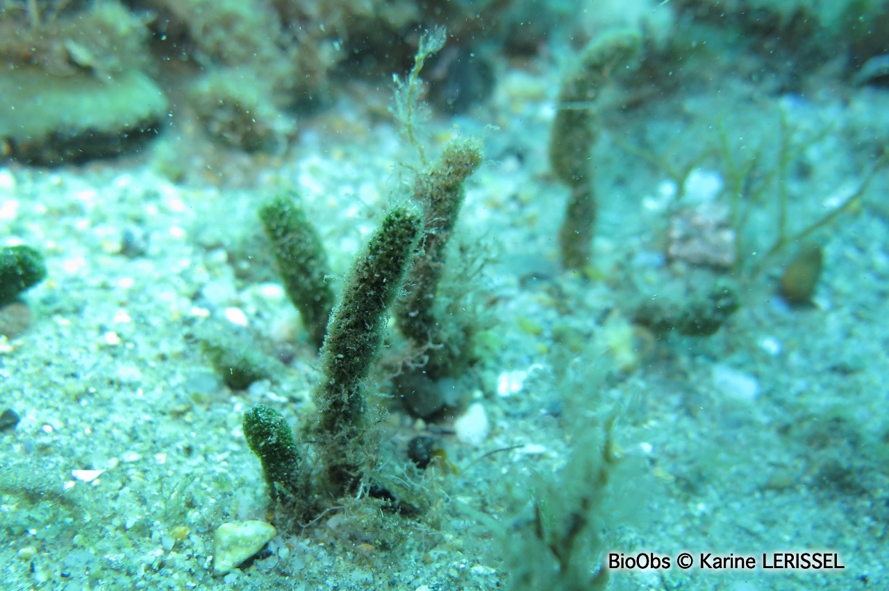 Algue à massues - Dasycladus vermicularis - Karine LERISSEL - BioObs