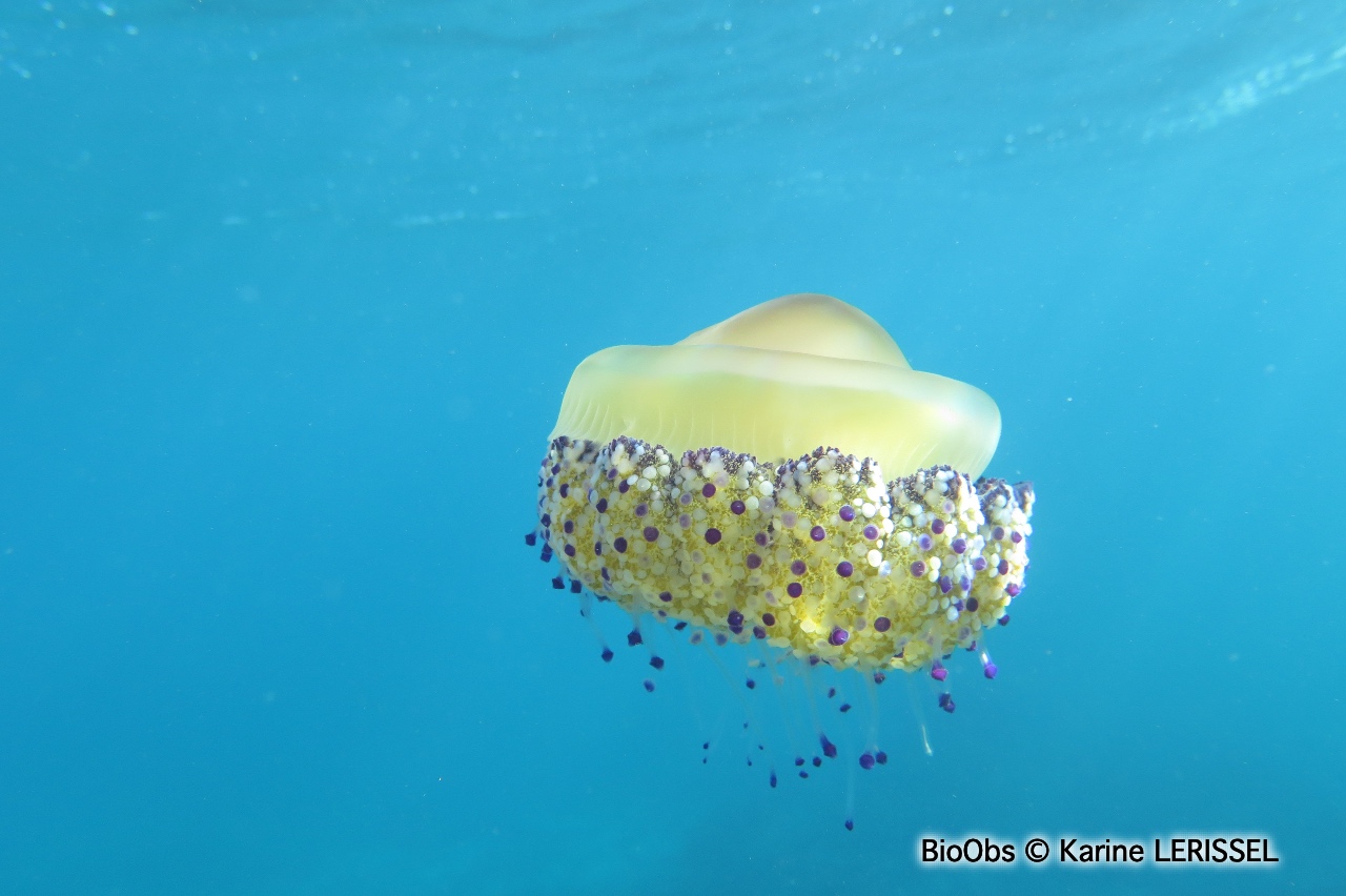 Méduse oeuf au plat - Cotylorhiza tuberculata - Karine LERISSEL - BioObs