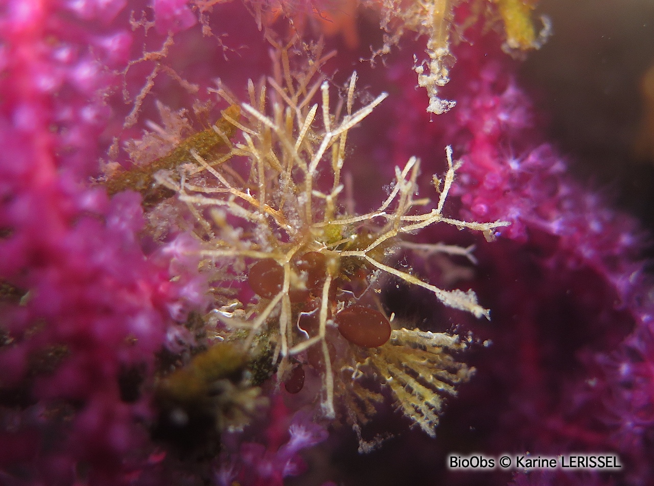 Cellaire salicorne - Cellaria salicornioides - Karine LERISSEL - BioObs