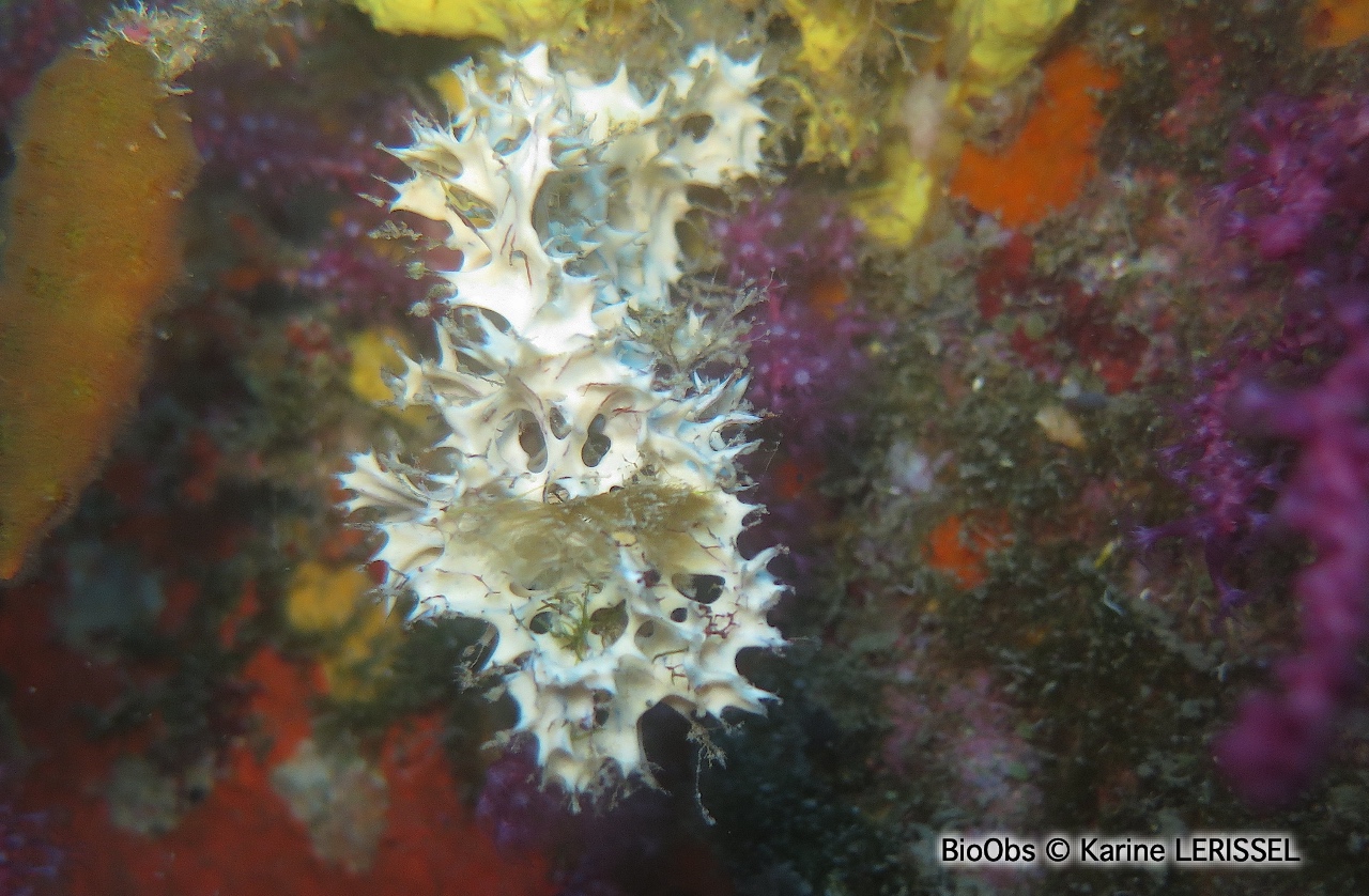 Eponge blanche épineuse - Pleraplysilla spinifera - Karine LERISSEL - BioObs