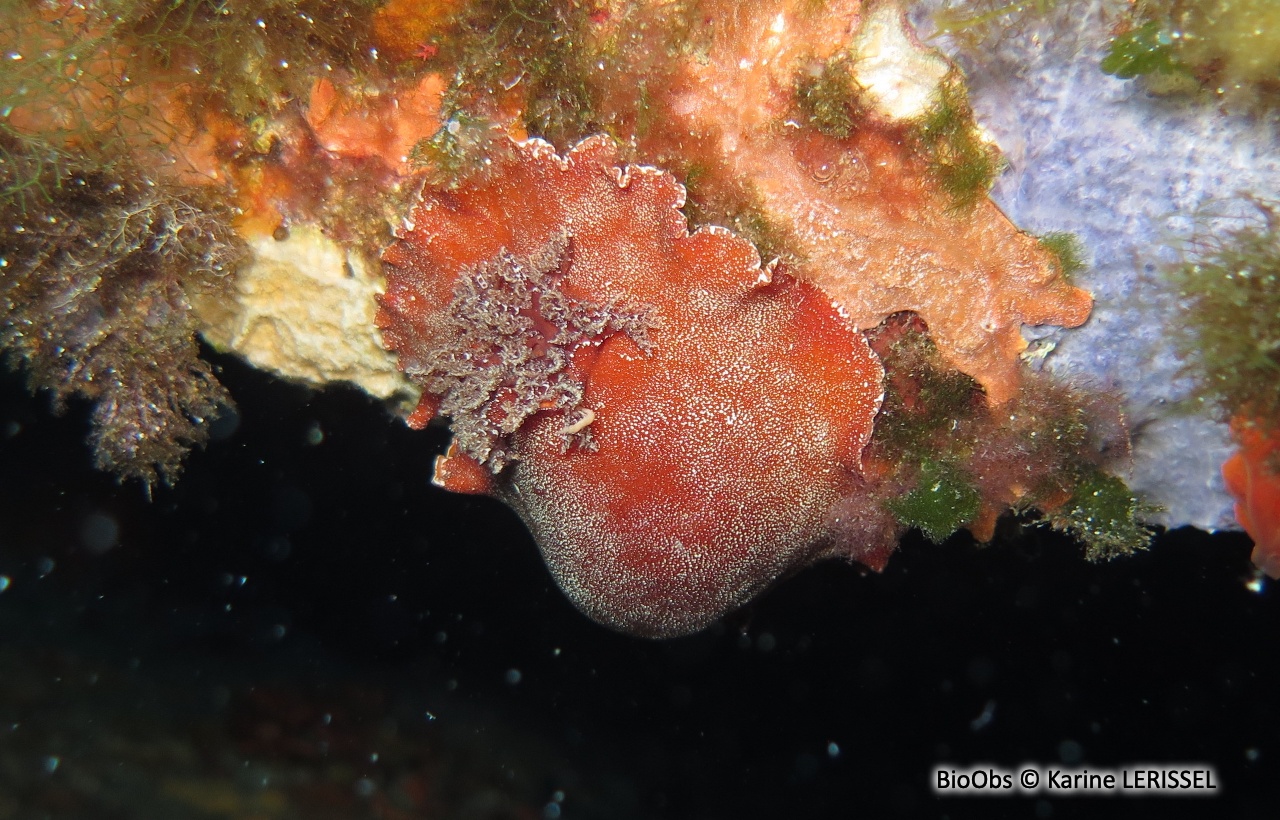 Doris argo - Platydoris argo - Karine LERISSEL - BioObs