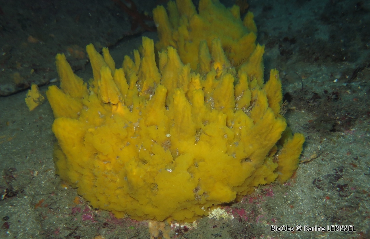 Axinyssa digitée - Axinyssa digitata - Karine LERISSEL - BioObs