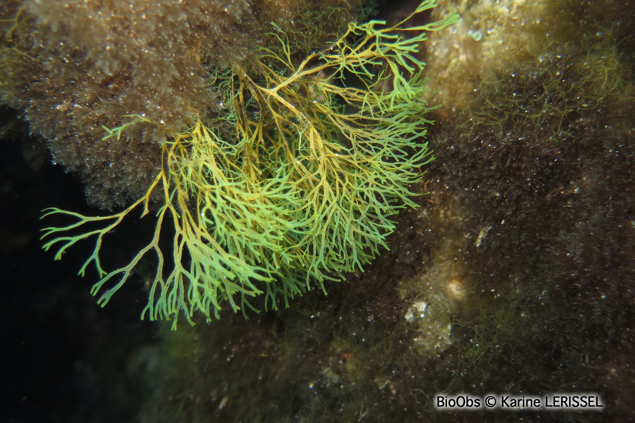 Dictyote rubanée - Dictyota fasciola - Karine LERISSEL - BioObs