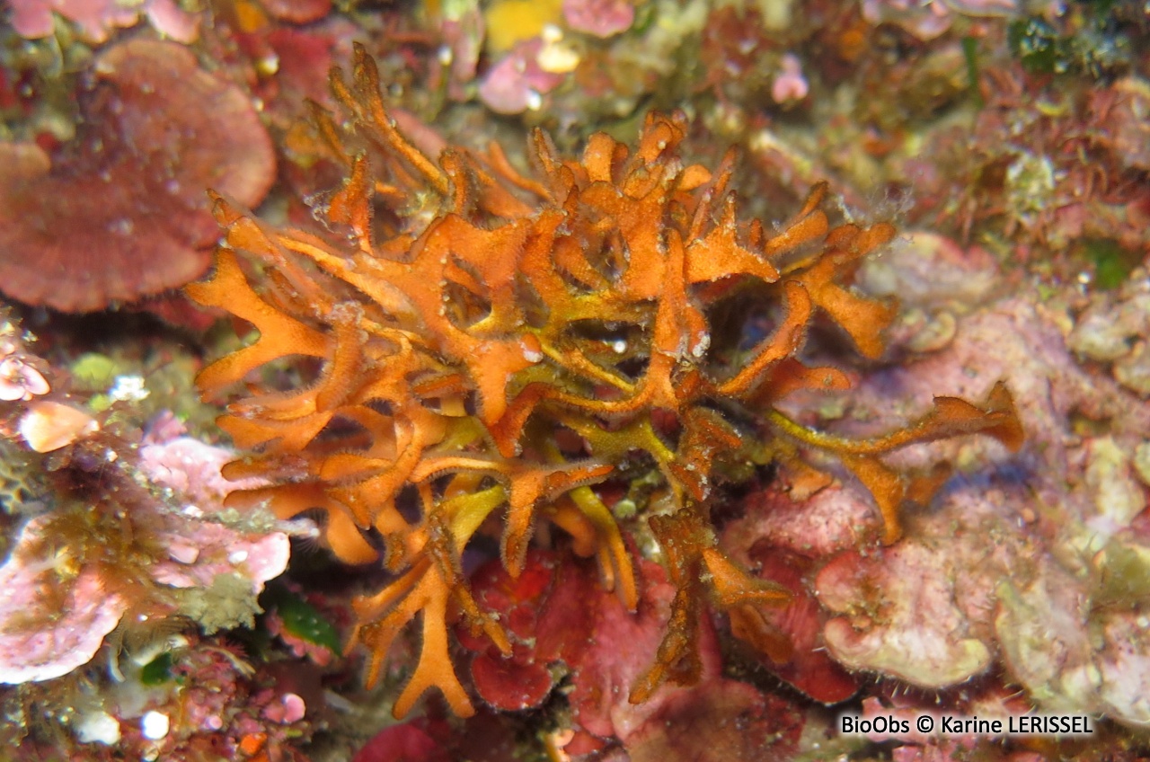 Rose de mer Méditerranéenne - Pentapora fascialis - Karine LERISSEL - BioObs