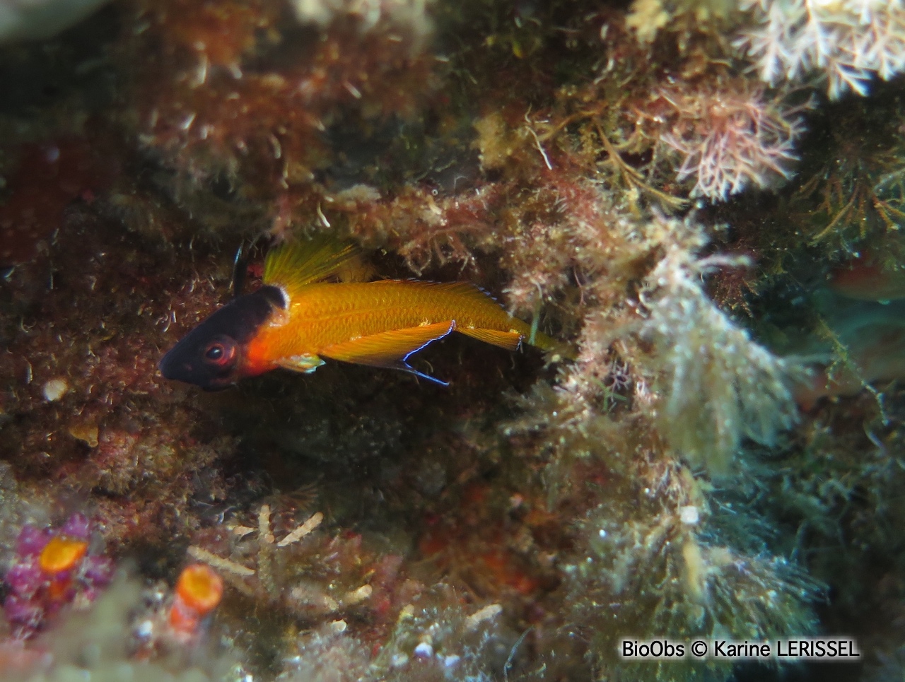 Triptérygion jaune - Tripterygion delaisi - Karine LERISSEL - BioObs