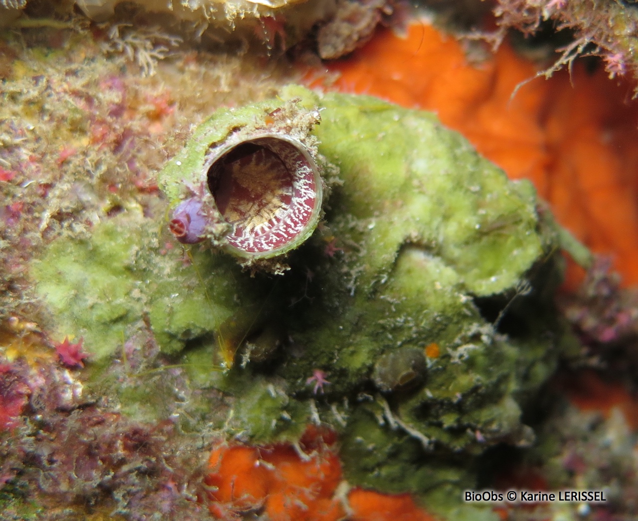 Grand vermet - Thylacodes arenarius - Karine LERISSEL - BioObs