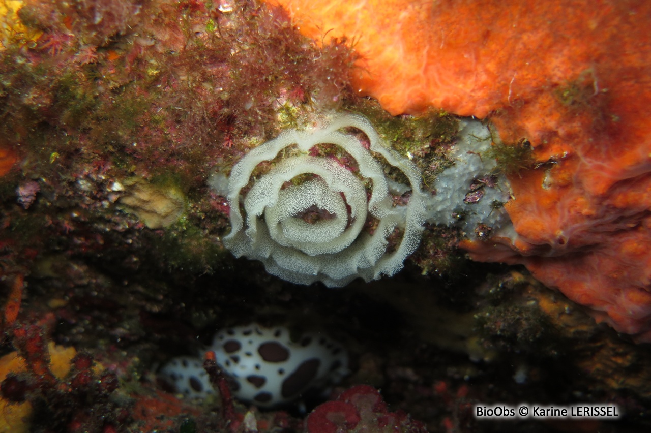 Doris dalmatien ponte - Peltodoris - Karine LERISSEL - BioObs