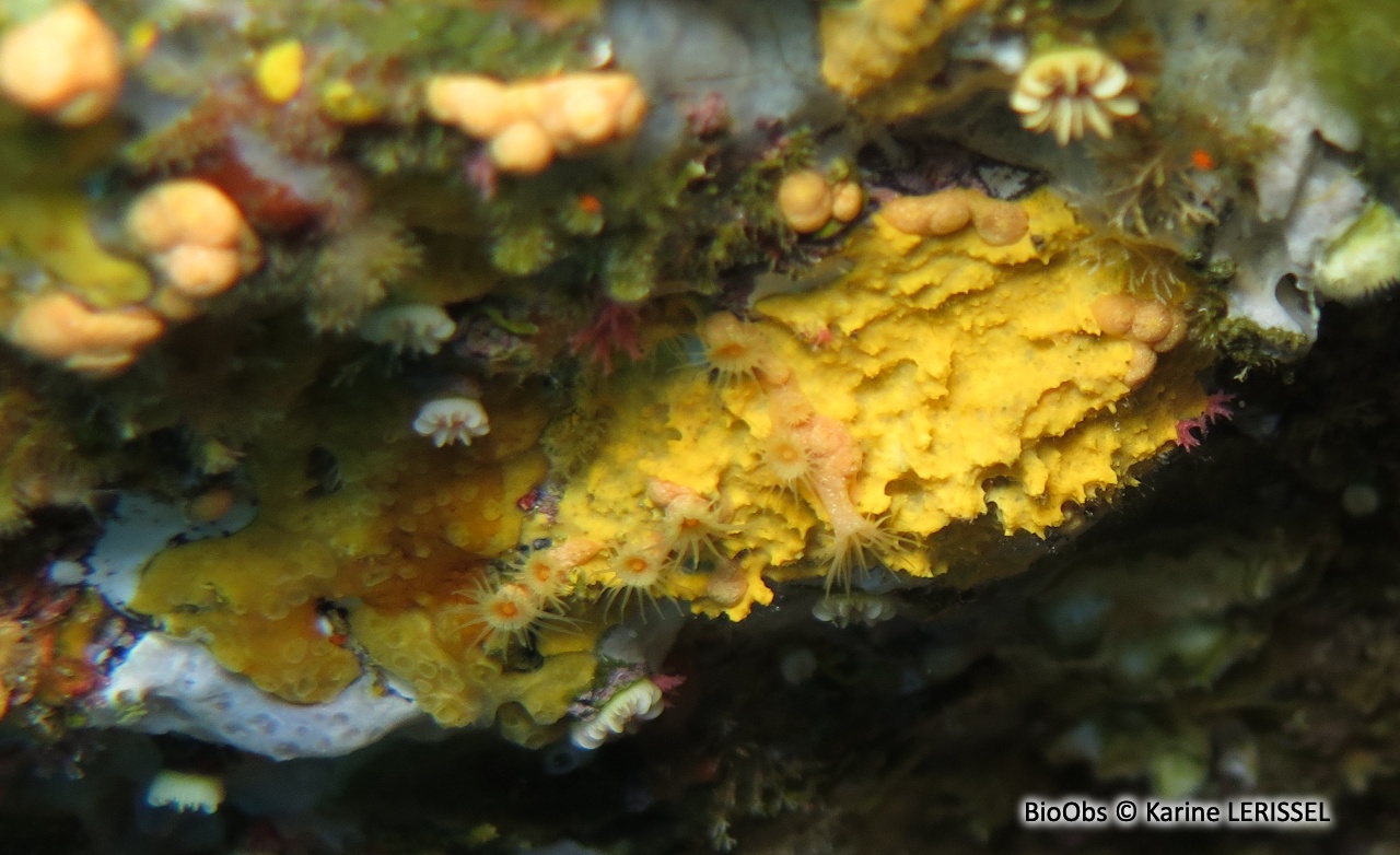 Eponge jaune crémeux à bulles - Prosuberites longispinus - Karine LERISSEL - BioObs