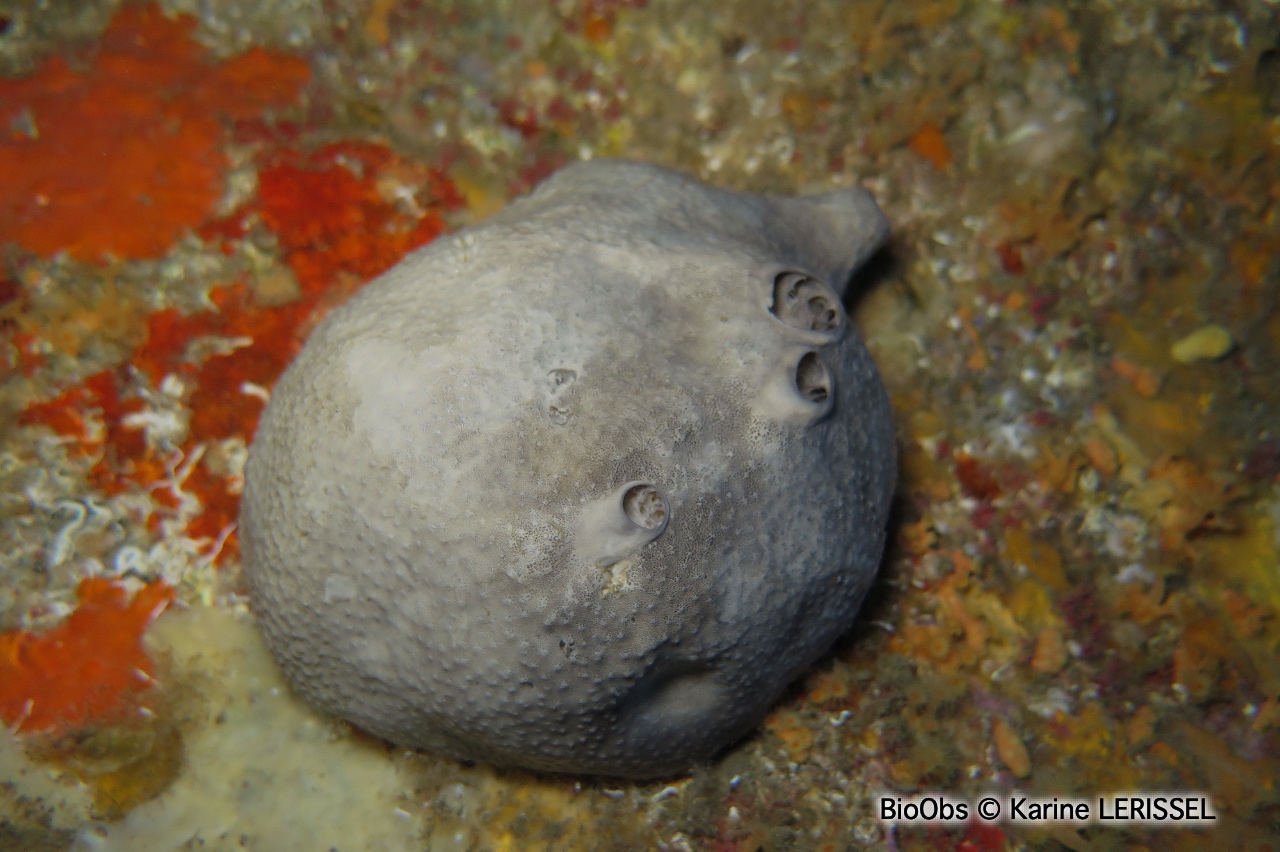 Ircinie sombre - Ircinia oros - Karine LERISSEL - BioObs