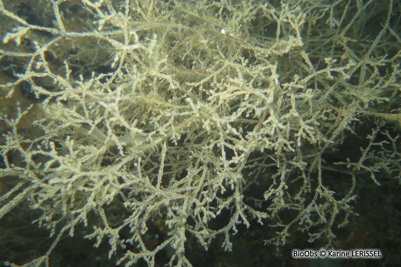 Bryozoaire spaghetti - Amathia verticillata - Karine LERISSEL - BioObs
