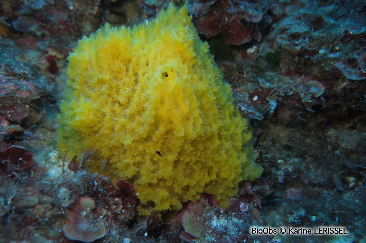 Axinyssa digitée - Axinyssa digitata - Karine LERISSEL - BioObs