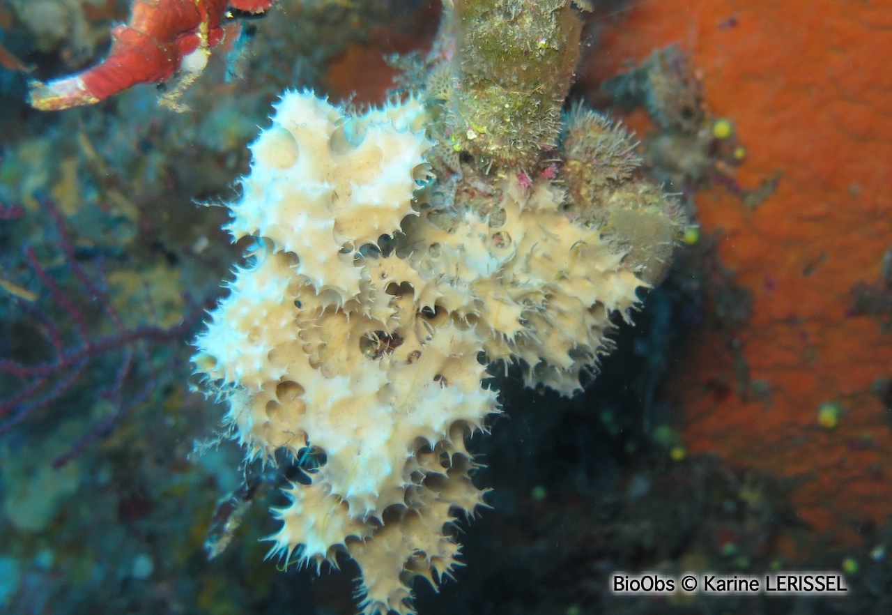 Eponge blanche épineuse - Pleraplysilla spinifera - Karine LERISSEL - BioObs