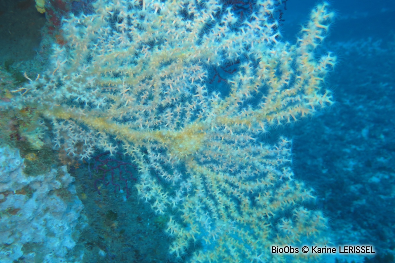 Anémone buissonnante - Savalia savaglia - Karine LERISSEL - BioObs