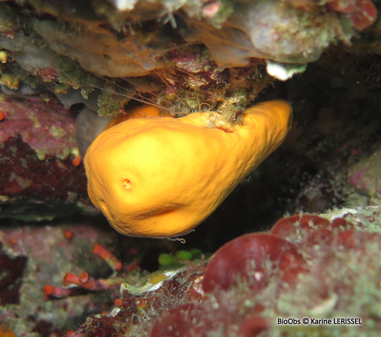 Agelas orangée - Agelas oroides - Karine LERISSEL - BioObs