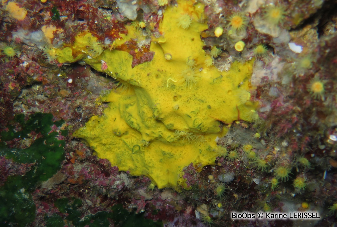 Hexadelle jaune d'or - Hexadella pruvoti - Karine LERISSEL - BioObs