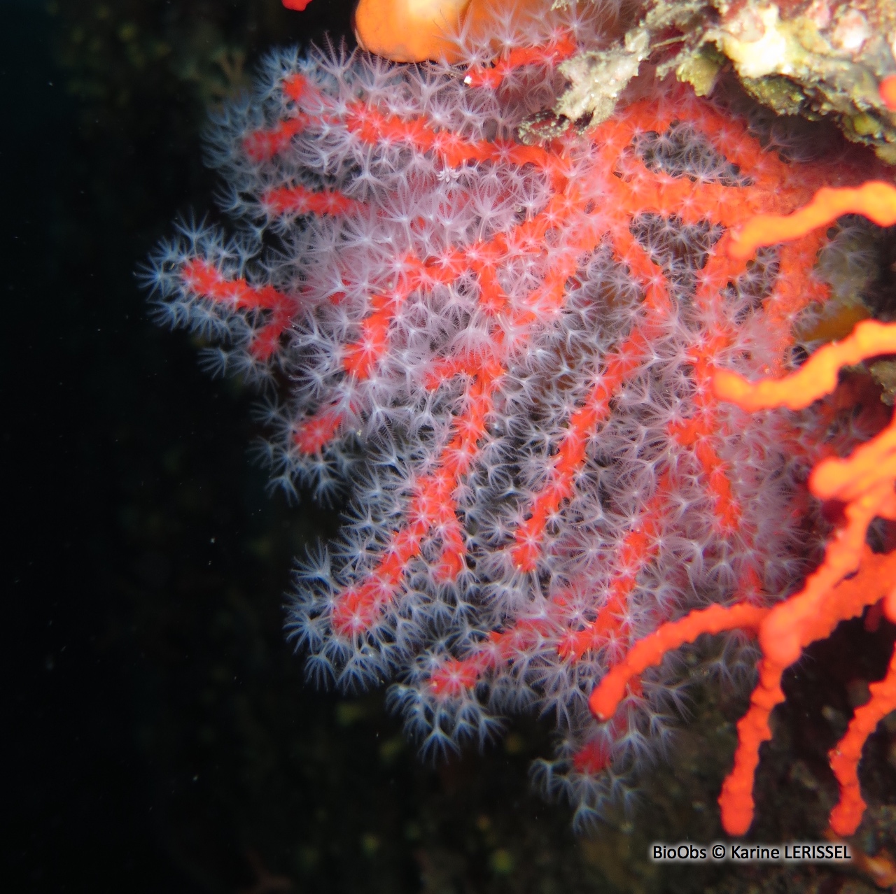 Corail rouge - Corallium rubrum - Karine LERISSEL - BioObs