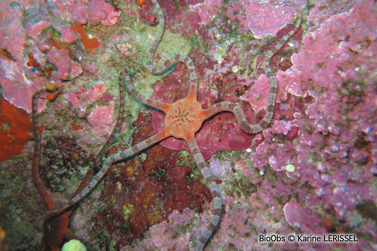 Ophiure lisse - Ophioderma longicaudum - Karine LERISSEL - BioObs
