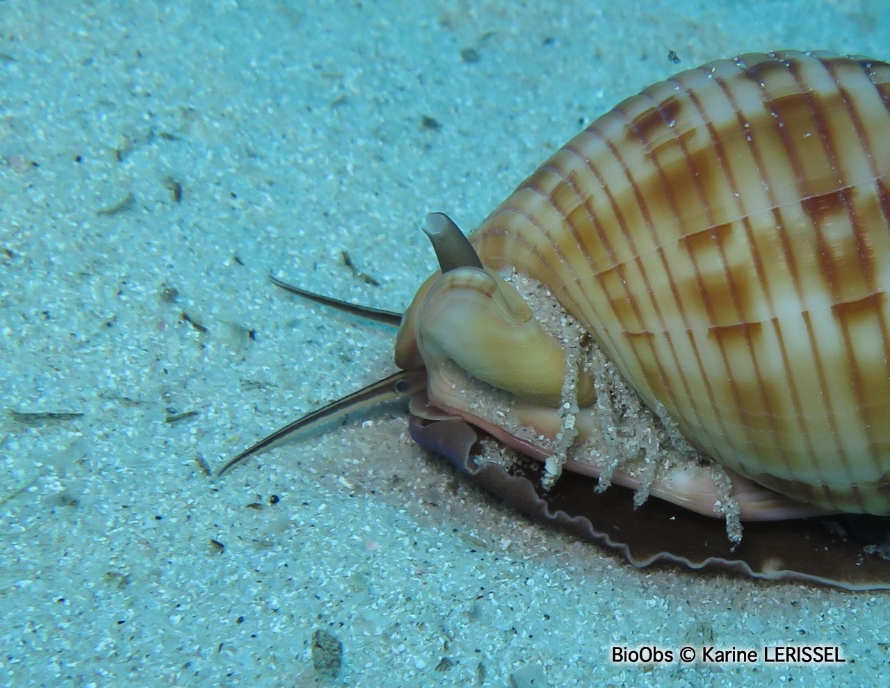 Casque granuleux - Semicassis granulata - Karine LERISSEL - BioObs