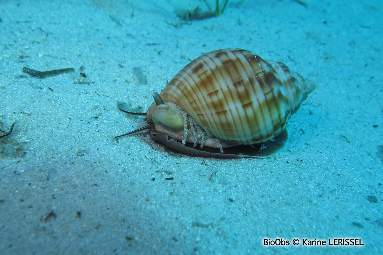 Casque granuleux - Semicassis granulata - Karine LERISSEL - BioObs
