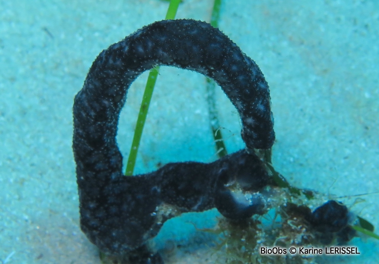 Didemne charnu et noir - Didemnum protectum - Karine LERISSEL - BioObs