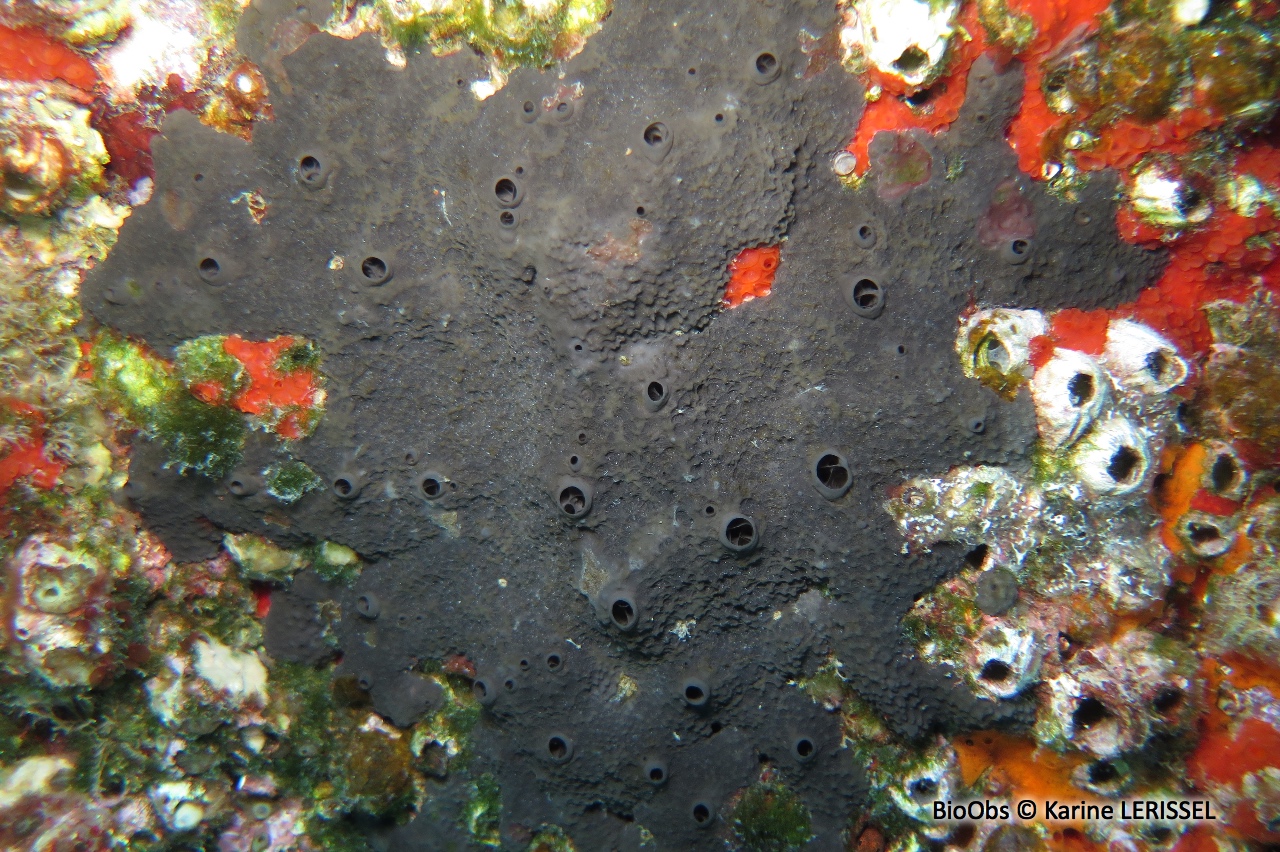 Eponge cornée noire - Scalarispongia scalaris - Karine LERISSEL - BioObs