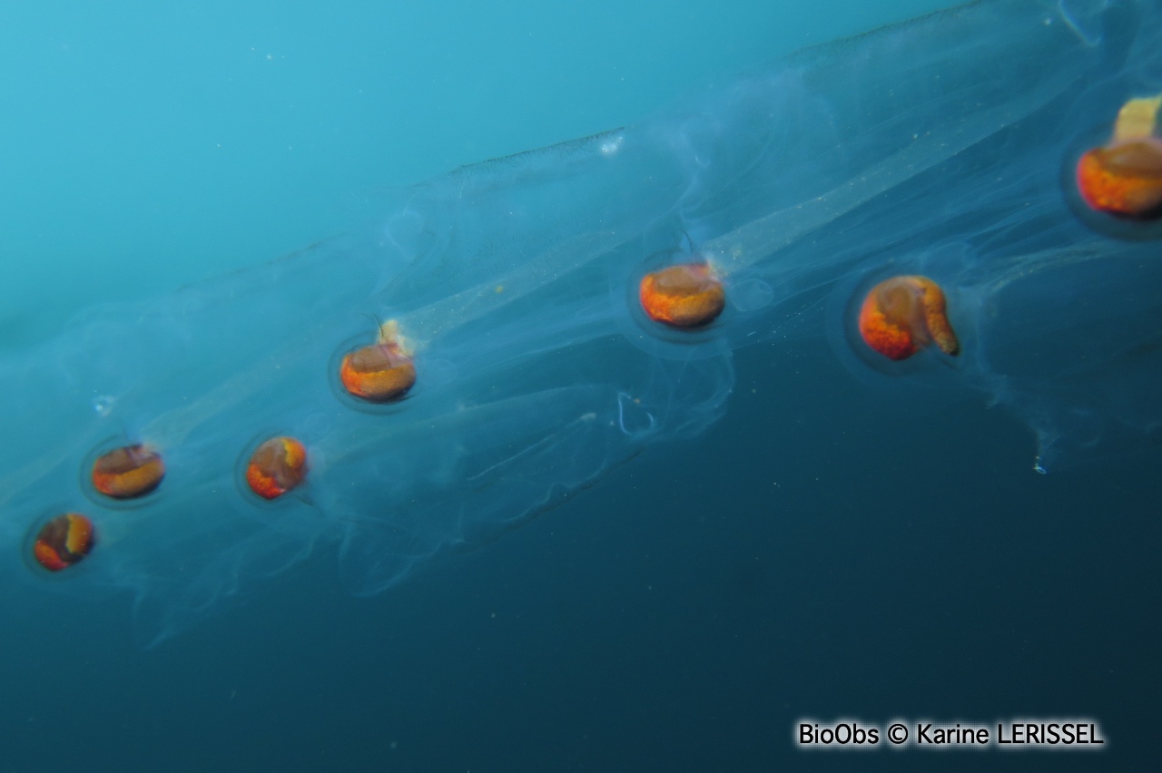 Salpe Pégéa - Pegea confoederata - Karine LERISSEL - BioObs