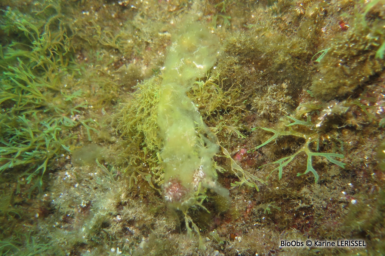 Algues brunes filamenteuses - Acinetospora crinita - Karine LERISSEL - BioObs