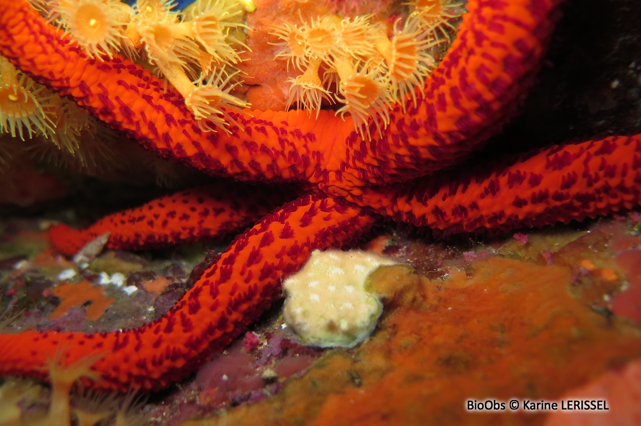 Etoile de mer rouge - Echinaster (Echinaster) sepositus - Karine LERISSEL - BioObs