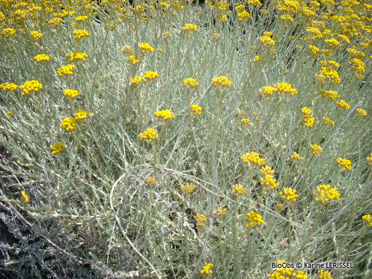Immortelle d'Italie - Helichrysum italicum - Karine LERISSEL - BioObs