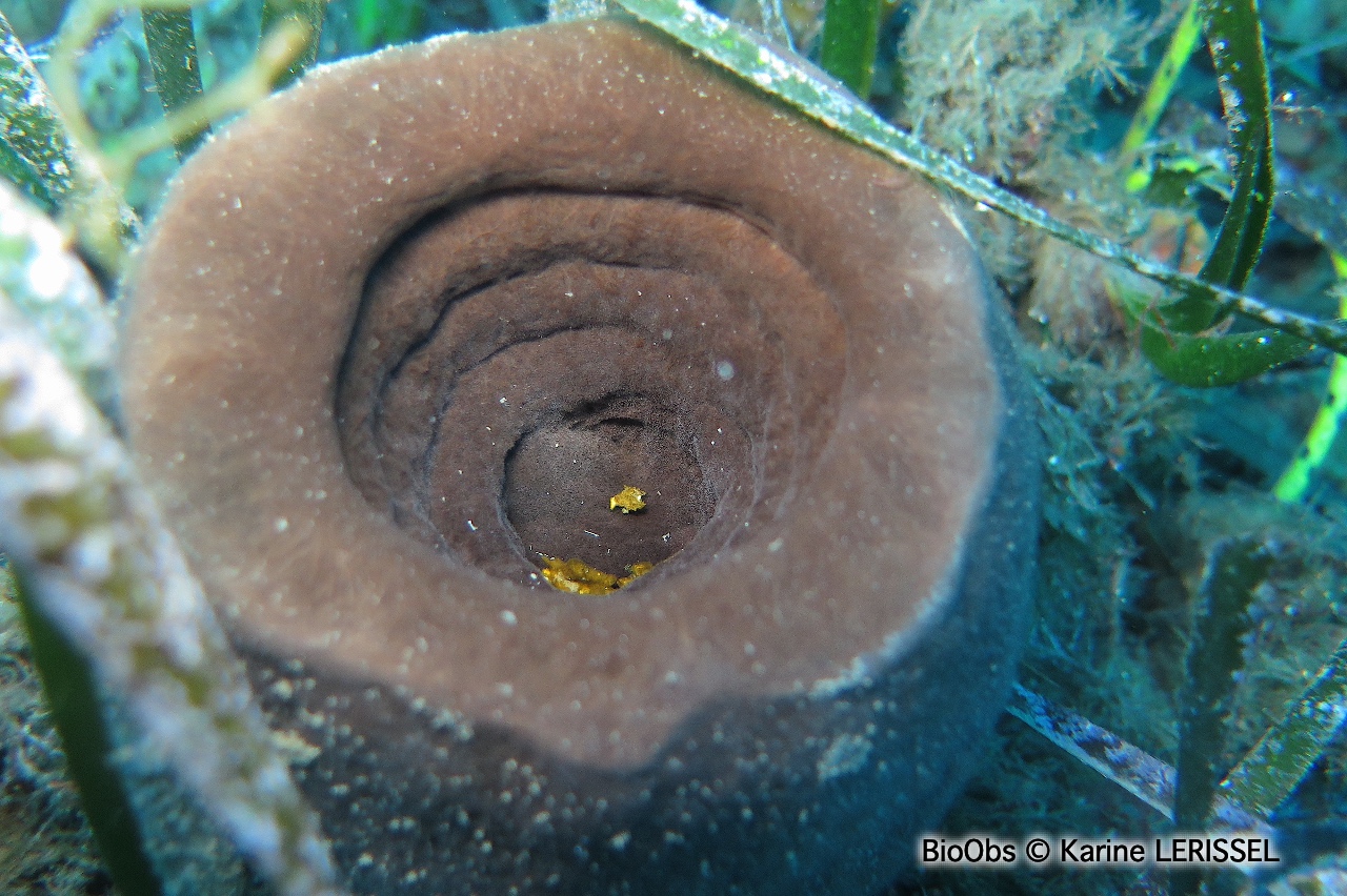Eponge calice de Nicée - Calyx nicaeensis - Karine LERISSEL - BioObs