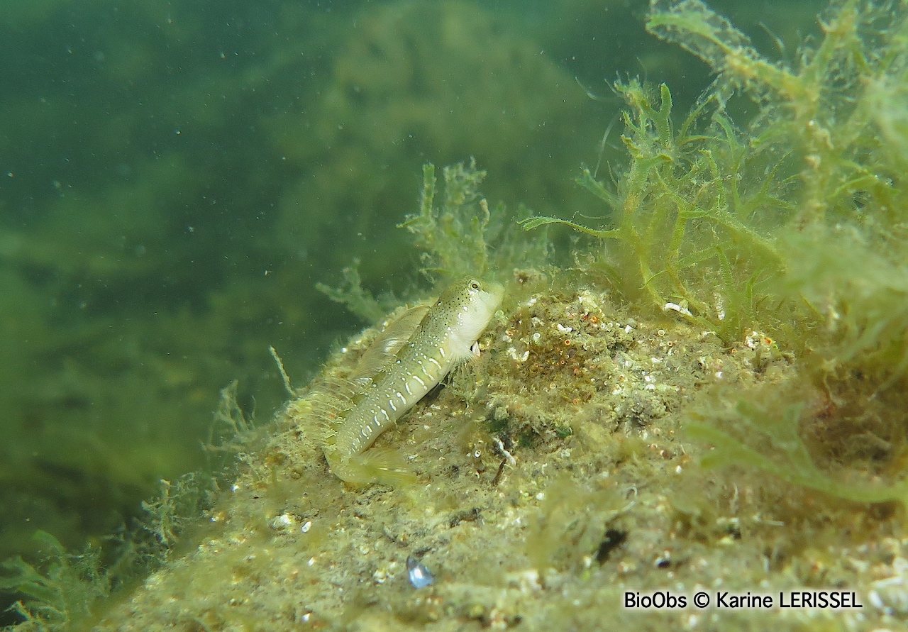 Blennie dalmate - Microlipophrys dalmatinus - Karine LERISSEL - BioObs