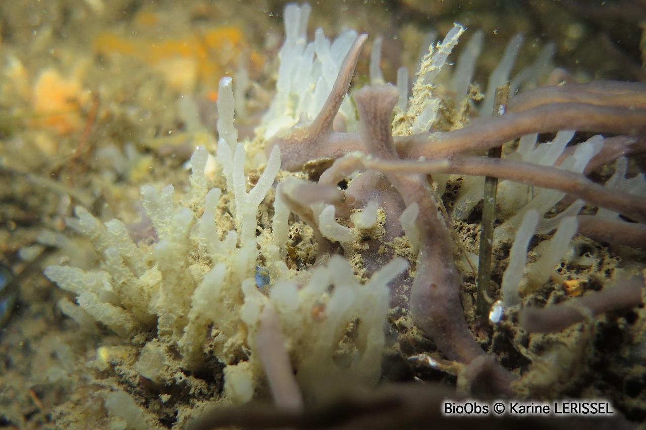 Eponge-fistule blanc-fauve - Oceanapia isodictyiformis - Karine LERISSEL - BioObs