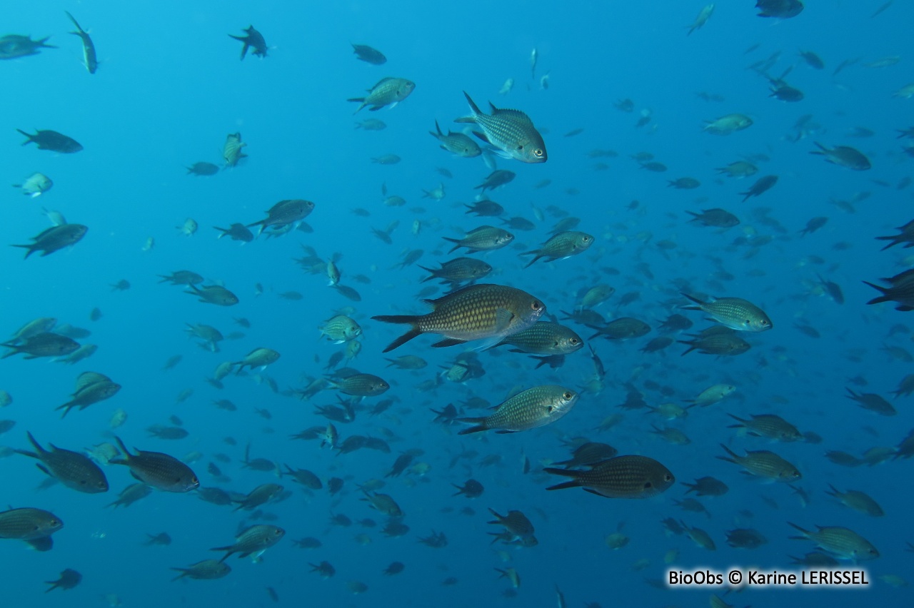 Castagnole - Chromis chromis - Karine LERISSEL - BioObs