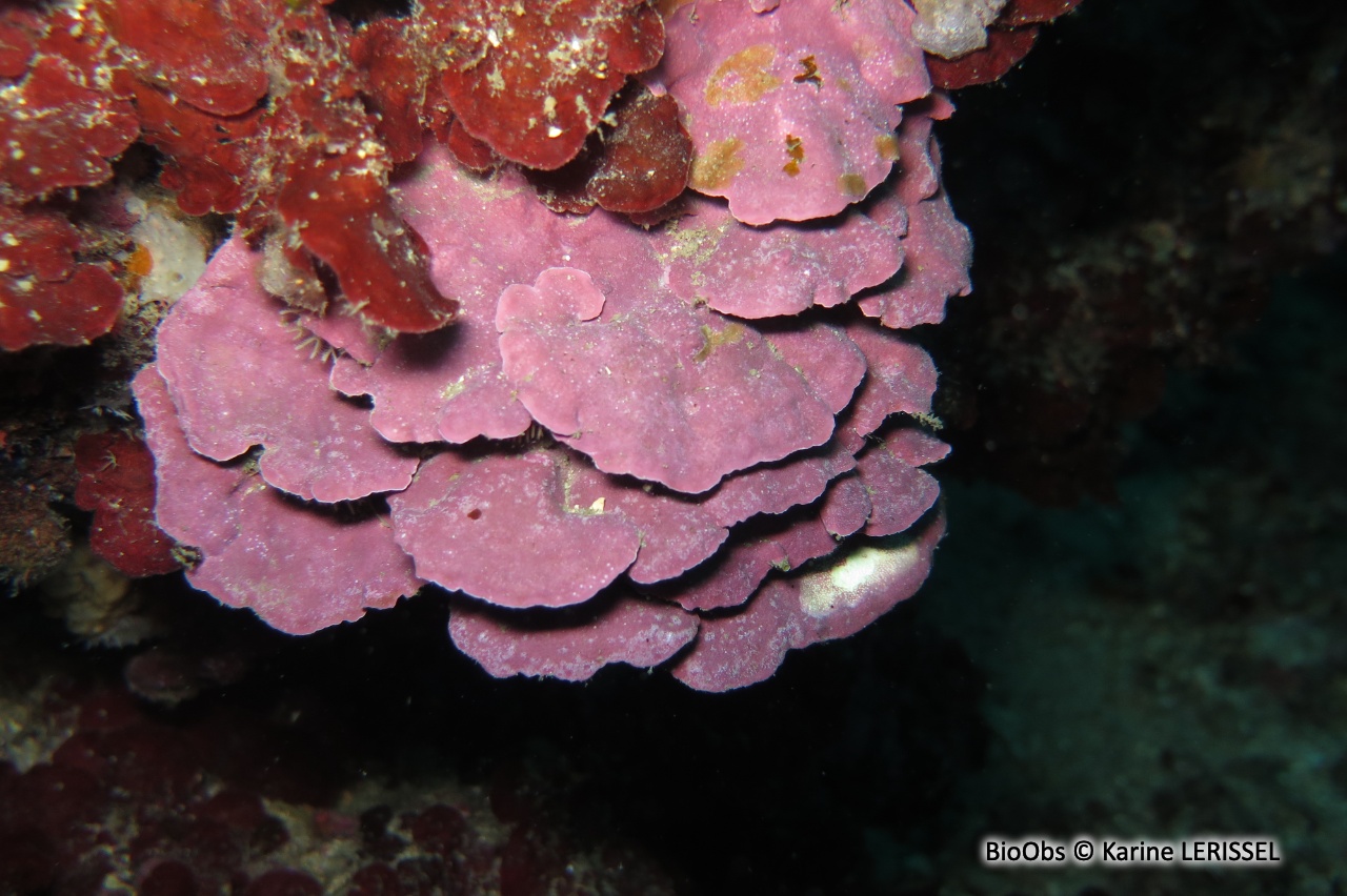 Feuille de pierre encorbellée - Lithophyllum stictiforme - Karine LERISSEL - BioObs