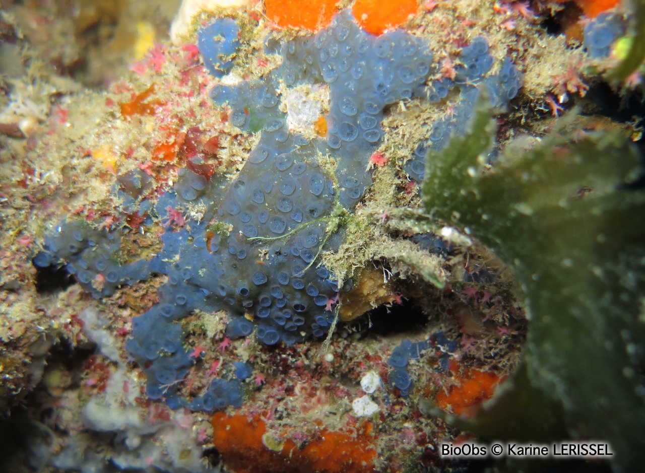 Eponge bleu-vert à cratères - Hymedesmia (Hymedesmia) paupertas - Karine LERISSEL - BioObs