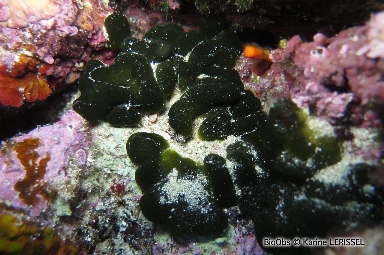 Codium étalé - Codium effusum - Karine LERISSEL - BioObs