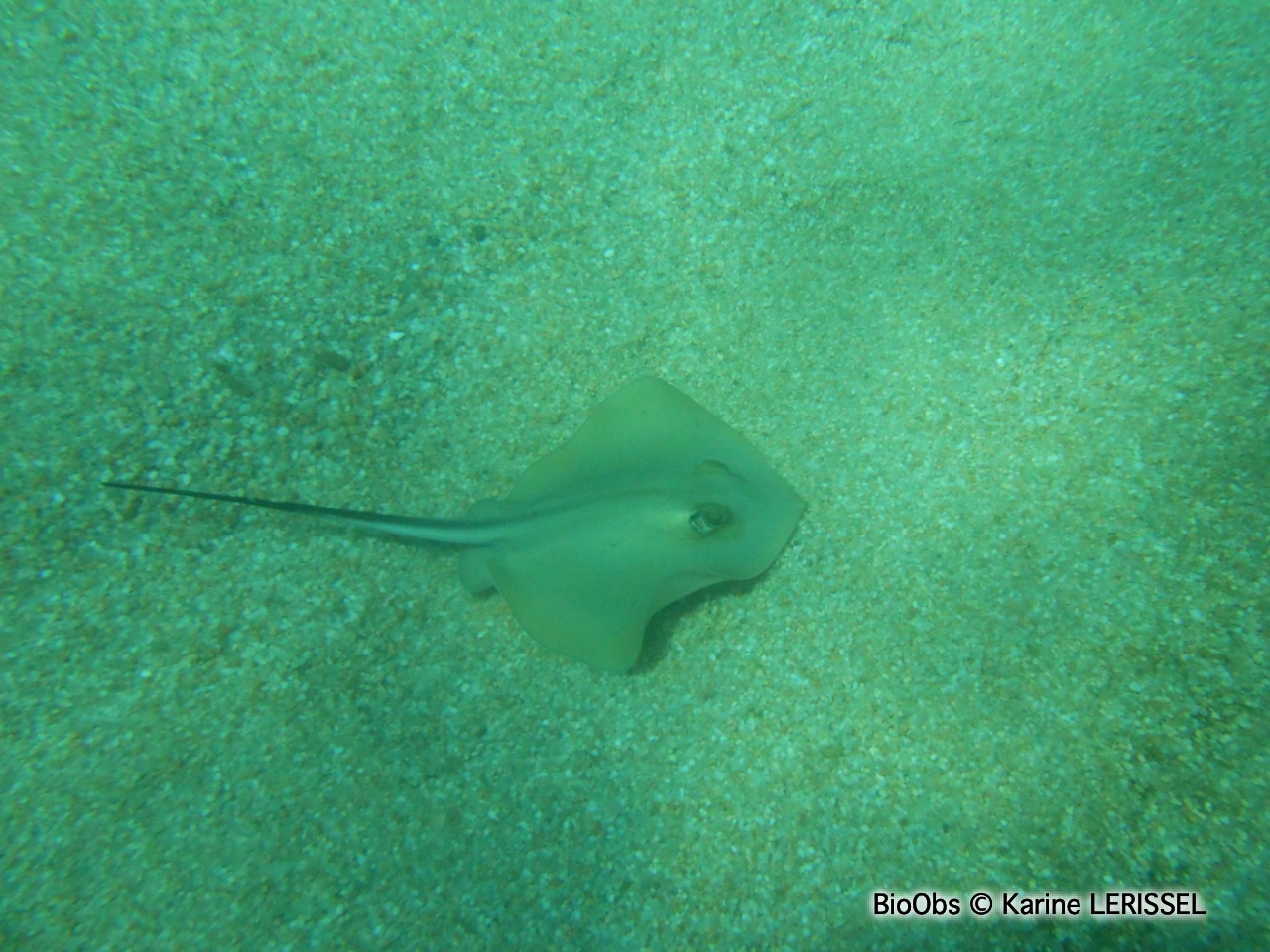 Pastenague commune - Dasyatis pastinaca - Karine LERISSEL - BioObs